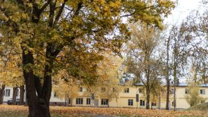 A tree with yellow leaves in front of a building